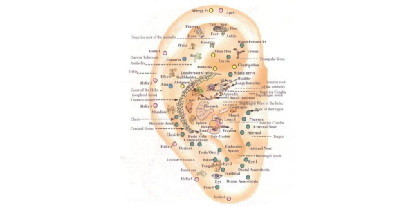 A diagram of the ear with many different parts labeled.