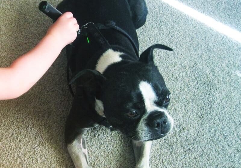 A dog is laying on the floor with its head up.